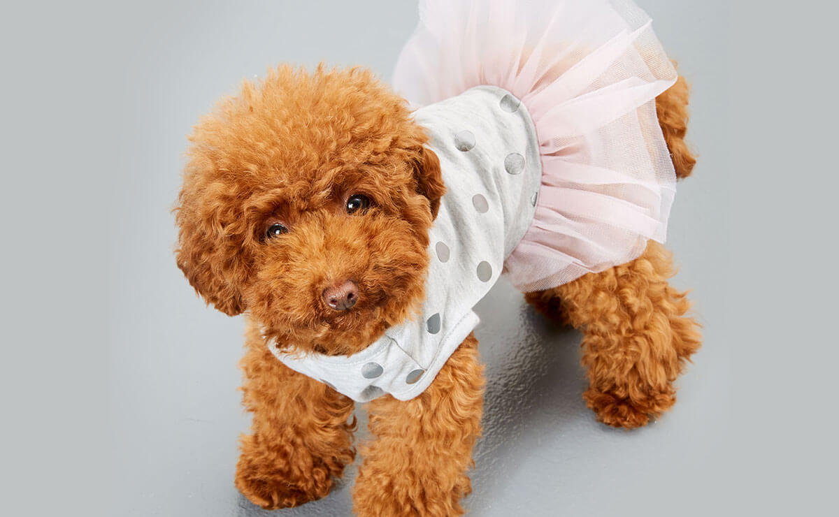 Dog Costumes & Dog Clothes Kmart NZ