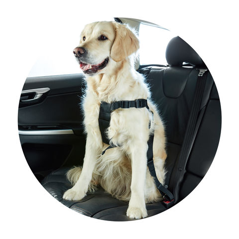 Pet Harness Seatbelt Medium To Large Kmart Nz - Dog Car Seat Belt Nz